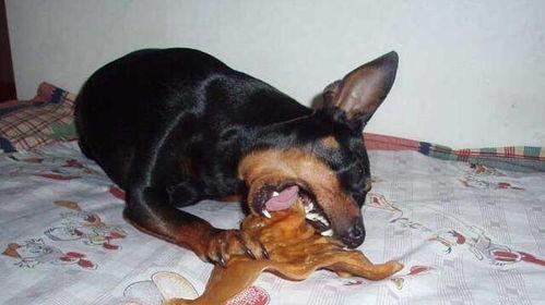 杜宾吃瓜,杜宾狗的瓜田奇遇记