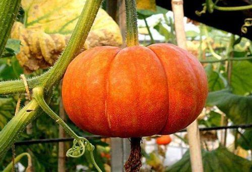 吃海螺瓜,一场味蕾的海洋之旅