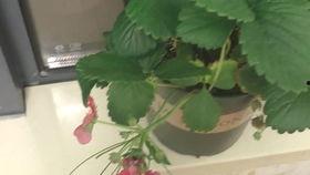 呕吐可以吃哈密瓜水果吗,缓解呕吐不适的天然水果选择