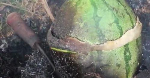 扔瓜给鸡吃,扔瓜给鸡吃的趣味日常