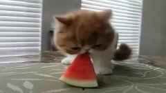 吃瓜原创短句搞笑,吃瓜原创短句，让你捧腹大笑！