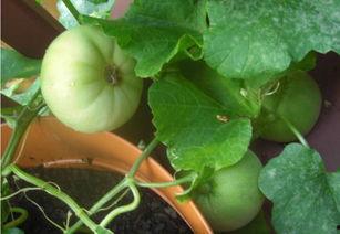 什么是摸鱼吃瓜,网络时代的休闲新风尚