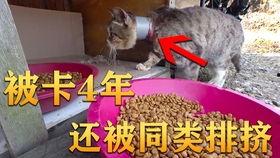 高碑店吃瓜视频