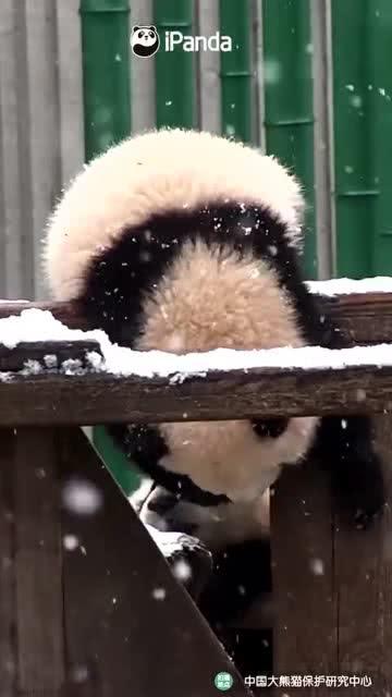 小熊吃瓜最新事件