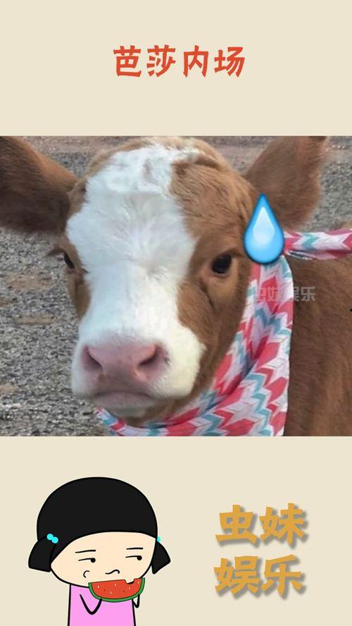 抖音警察吃瓜,揭秘网络热点的背后真相