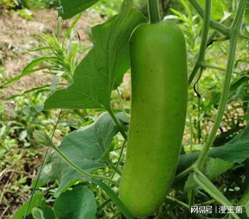 怎样炒瓠子瓜吃,瓠子瓜炒制秘籍，轻松学会炒瓠子瓜的技巧